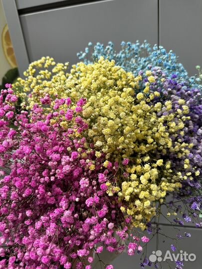 Радужная гипсофила