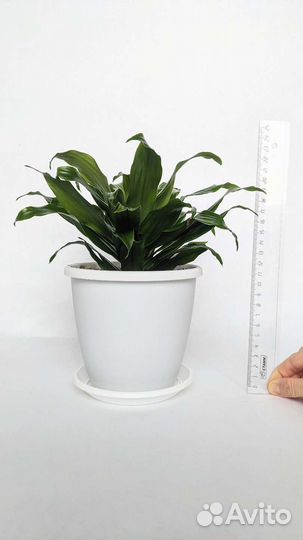 Драцена фрагранс компакта