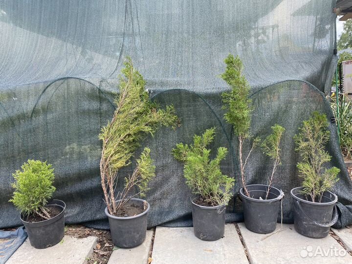 Можжевельник