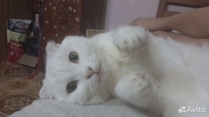 Кошка