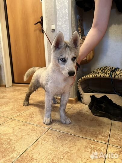 Хаски, щенок