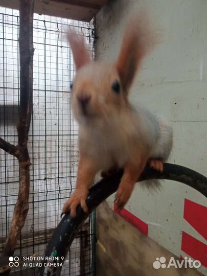 Белка вольерного содержания