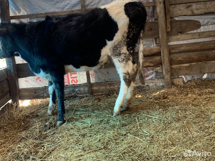 Бычки и телки