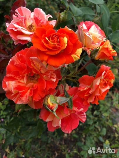 Саженцы плетистой розы