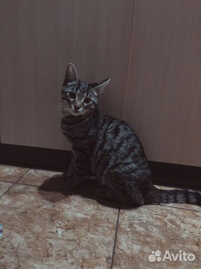 Кот