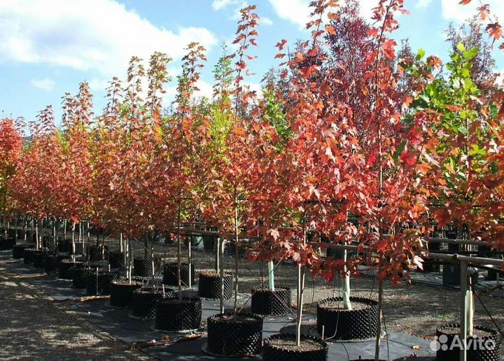 Красный клен