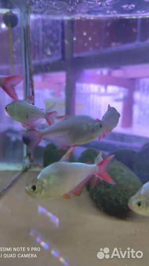 Тетра эквадорская Аквариумные рыбки магазина