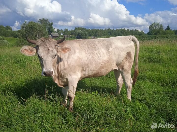 Телка стельная