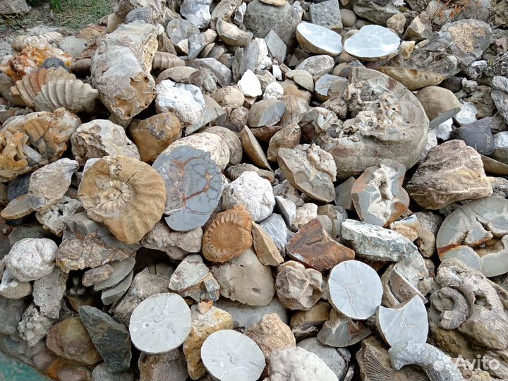 Минералы. Окаменелости. Жеоды. Септарии. Аммониты