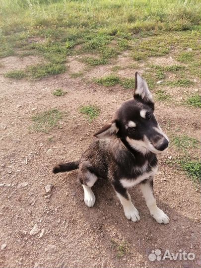 Отдам щенков в добрые руки