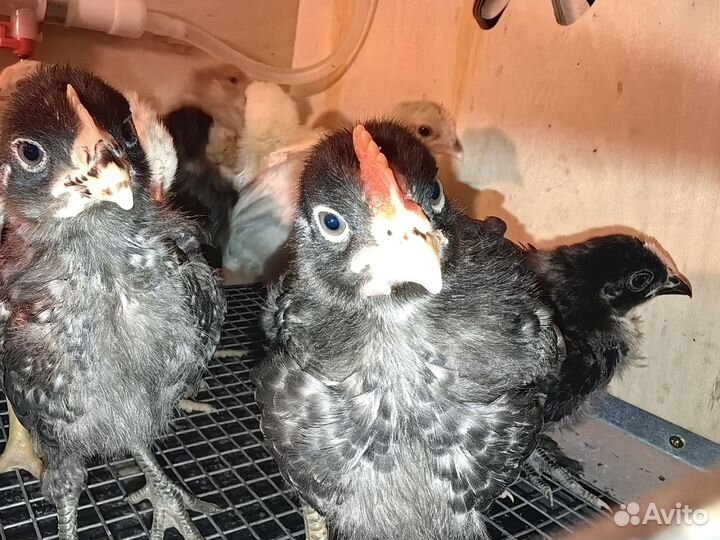 Петух Амрокс цыпленок 3 недели