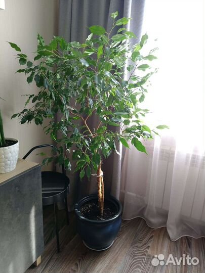 Фикус бенджамина