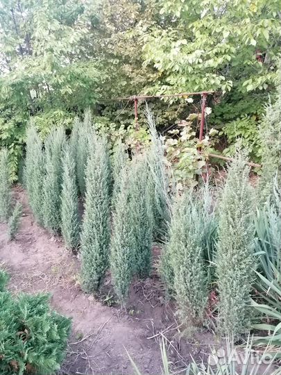 Можжевельник обыкновенный