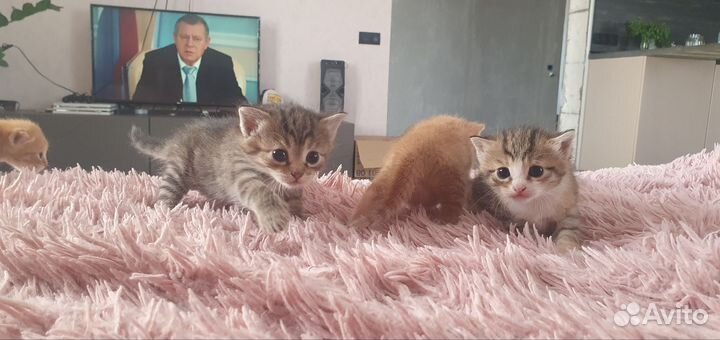 Котята в добрые руки