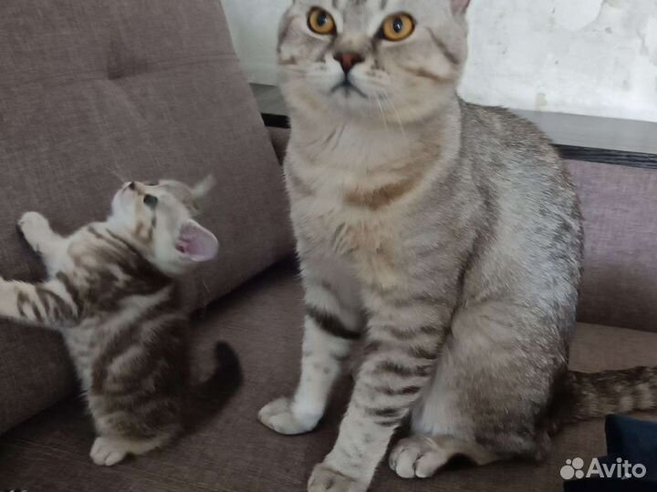 Тимофей Вязка