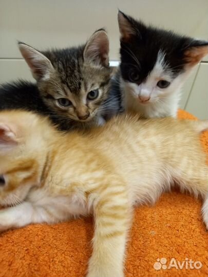 Котята в добрые руки