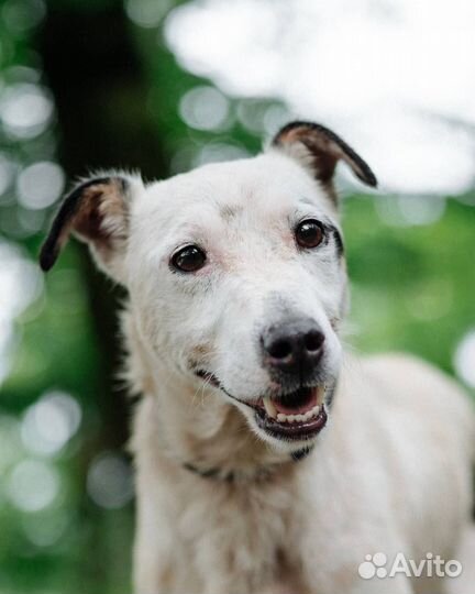 Парсон Рассел терьер маленькая собака добрые руки