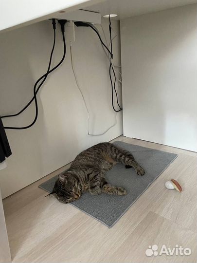 Кошка ищет любящих хозяев