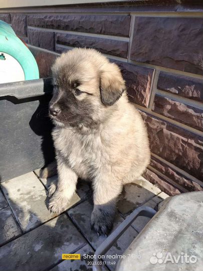 Щенки найдёныши