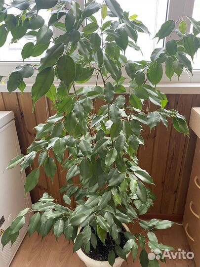 Фикус Бенджамина