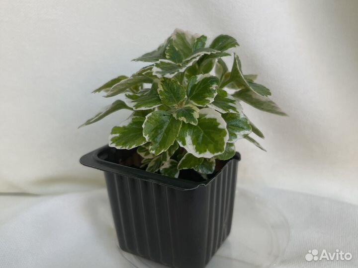 Плекрантус вариегатный. Самый красивый сорт