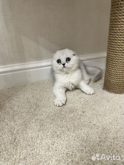 Вислоухая Сима