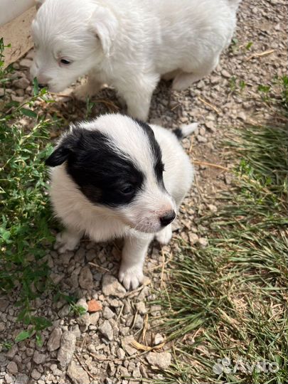 Маленькие собачки в добрые руки