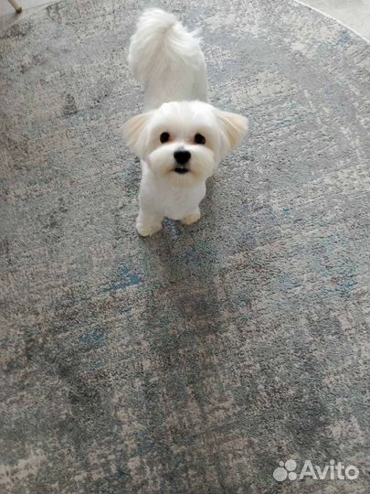 Мальтезе вязка