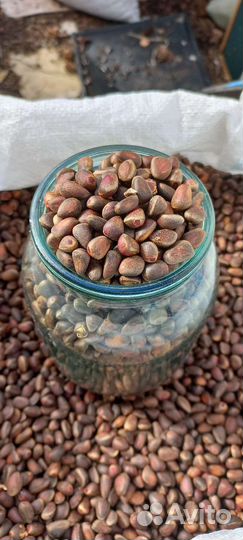 Отвею кедровый орех от мусора