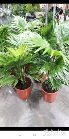 Пальма Вашингтония