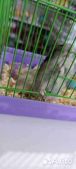 Клетка с хомячками