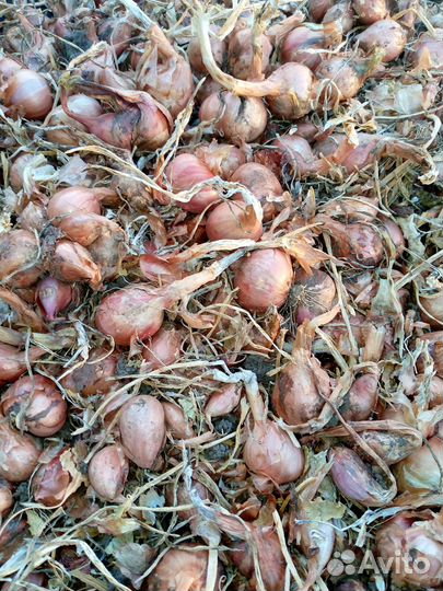 Продам лук семейный