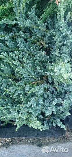 Можжевельник 2х летка