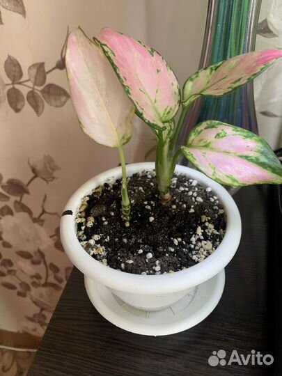 Цветы комнатные