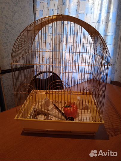 Клетка