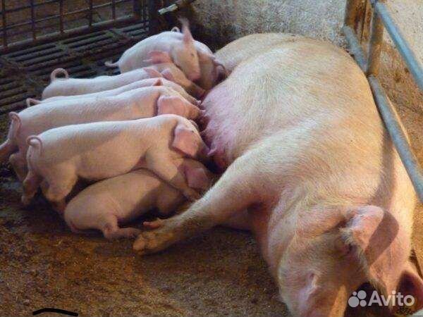 Продаём поросят ландрас