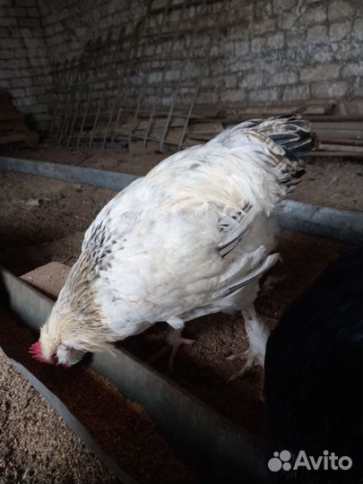 Петухи породистые