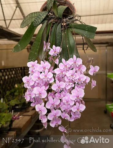 Орхидея Шилириана (Ароматная)