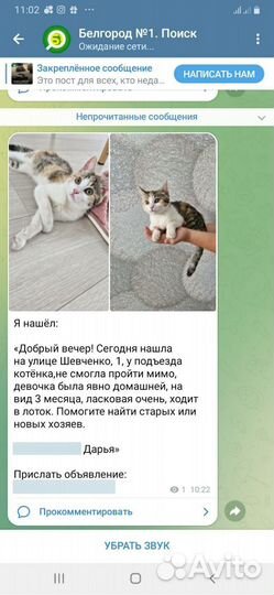 Котёнок