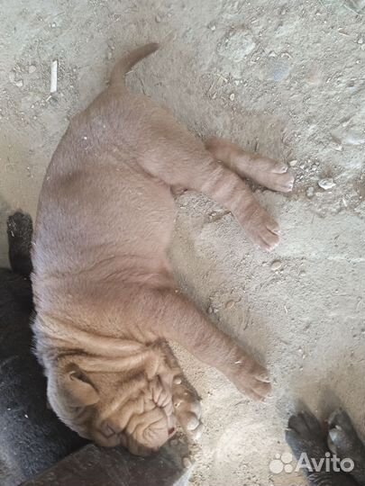 Щенки шарпея