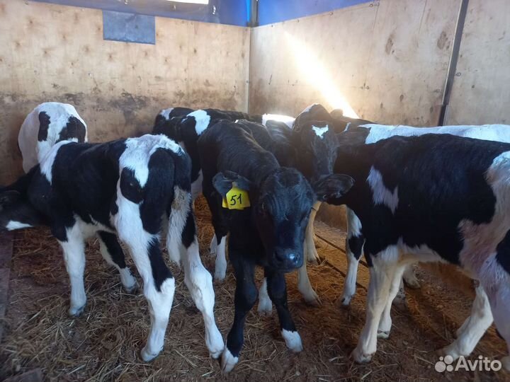 Бычки бычки