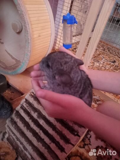 Милый пушистый грызун шиншила