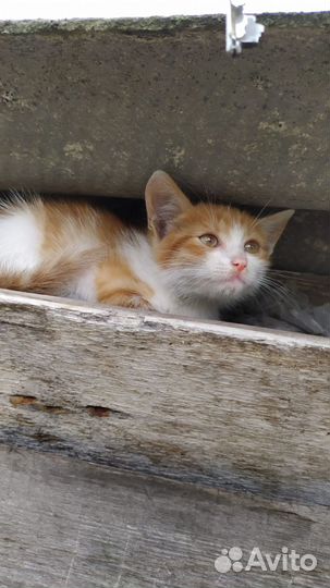 Мальчик ищет дом