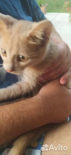 Рыжий котёнок мальчик