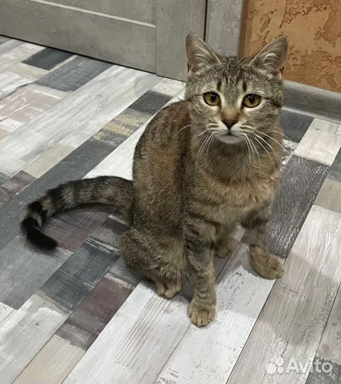 Котёнок-подросток