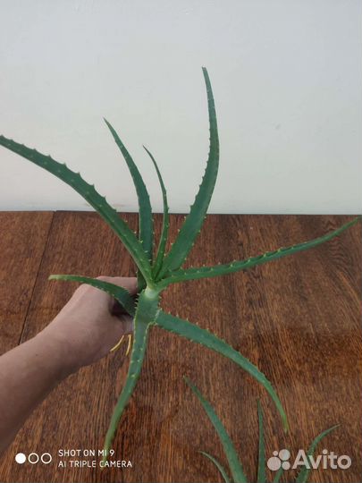 Алоэ столетник