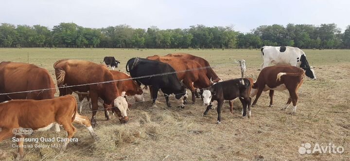 Коровы телки телята