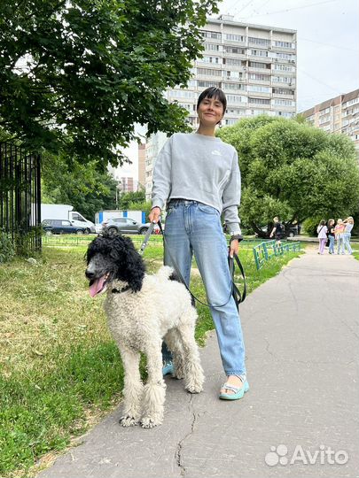 Выгул собак зеленоград