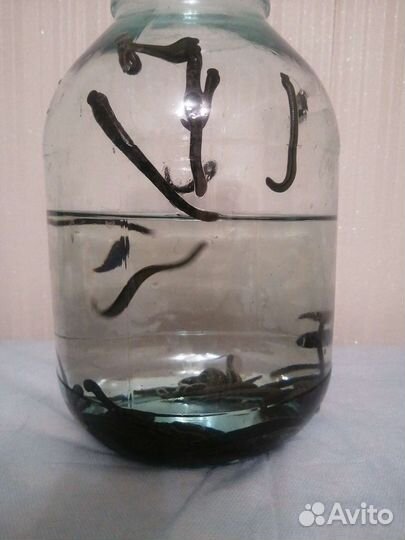 Пиявки медицинские