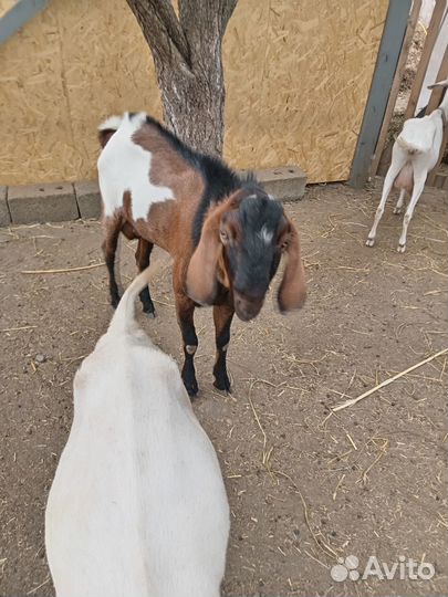 Козёл на племя